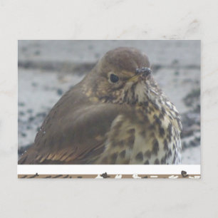 Cute Thrush Close Up DIY Postcard