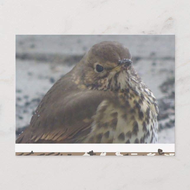 Cute Thrush Close Up DIY Postcard (Front)