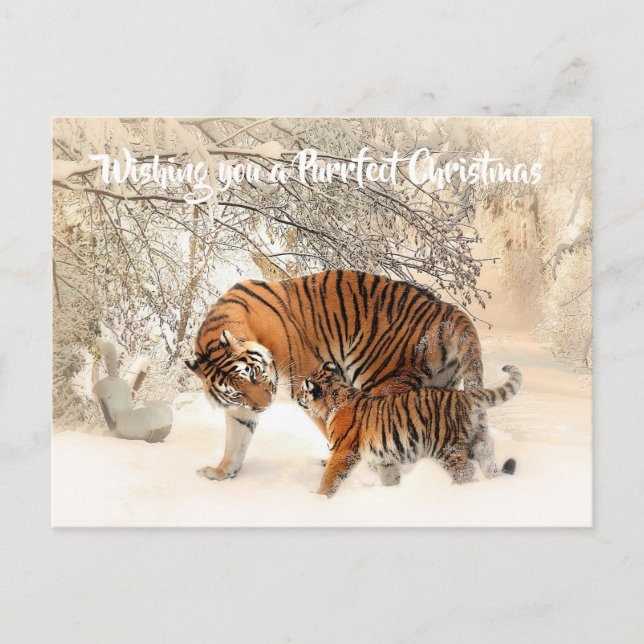 Cute Tiger and Cub - Purrfect Christmas Postcard (Front)