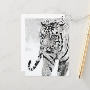 cute tiger animal lovers  postcard