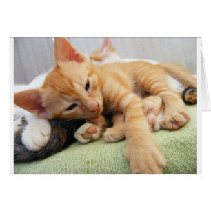 Cute Tiger Stripe Kitten