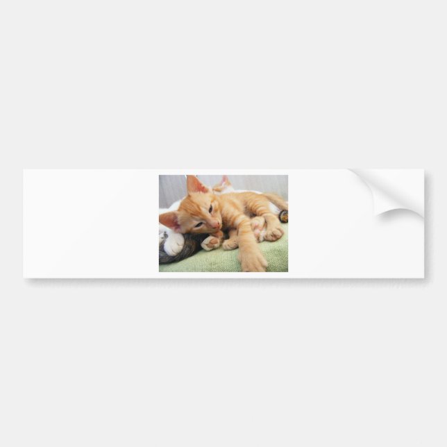 Cute Tiger Stripe Kitten Bumper Sticker (Front)