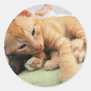 Cute Tiger Stripe Kitten Classic Round Sticker