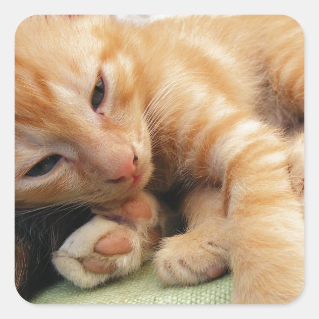 Cute Tiger Stripe Kitten Square Sticker (Front)
