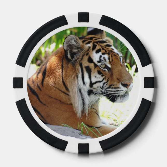 Cute Tigers Poker Chips (Front)