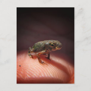 Cute Tiny Baby Toad / Tadpole Postcard