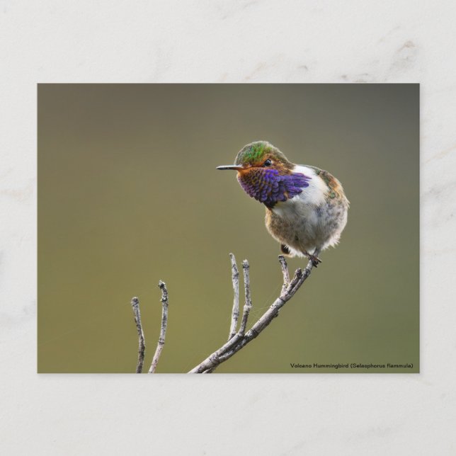 Cute Tiny Hummingbird Selasphorus flammula Postcard (Front)