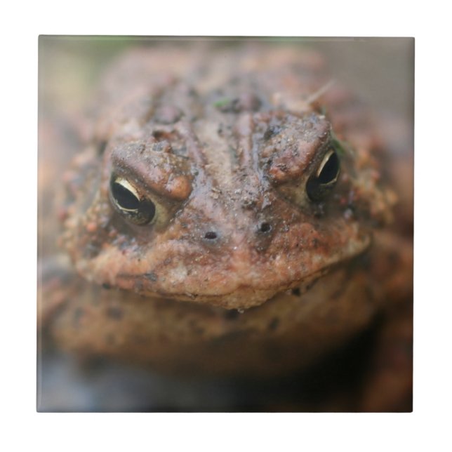 Cute Toad Face Animal Tile (Front)
