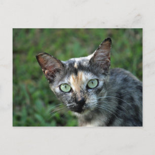 Cute Tortoiseshell Cat Photo Postcard