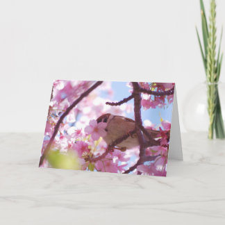 Cute tree sparrow on the cherry tree card