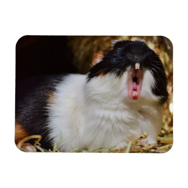 Cute Tri-colour Guinea Pig Yawning Magnet (Horizontal)