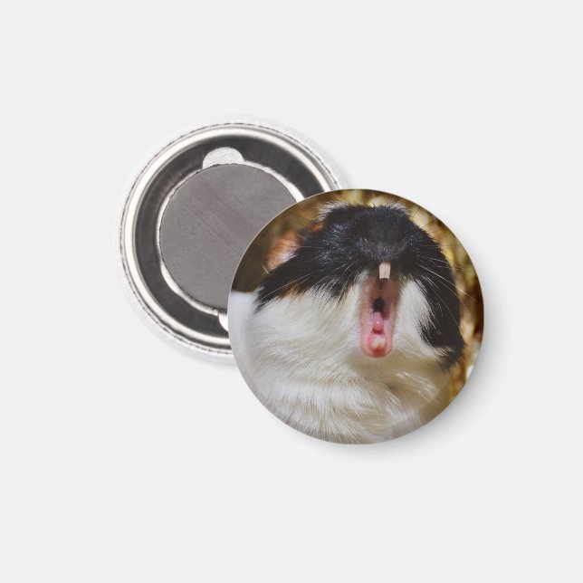 Cute Tri-colour Guinea Pig Yawning Magnet (Front/Back)