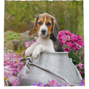 Cute Tricolor Beagle Dog Puppy in a Milk Churn - Shower Curtain