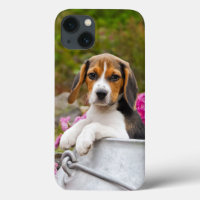 Cute Tricolor Beagle Dog Puppy Pet in a Milk Churn