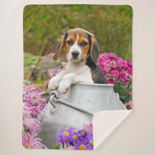 Cute Tricolor Beagle Dog Puppy Pet in a Milk Churn Sherpa Blanket
