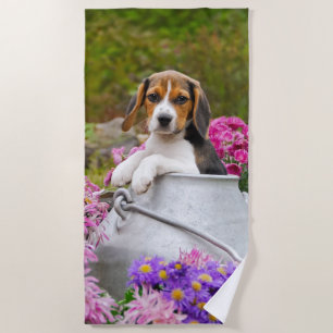Cute Tricolor Beagle Dog Puppy Pet in Milk Churn / Beach Towel