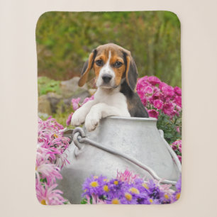 Cute Tricolor Beagle Dog Puppy Pet in Milk Churn - Sherpa Blanket