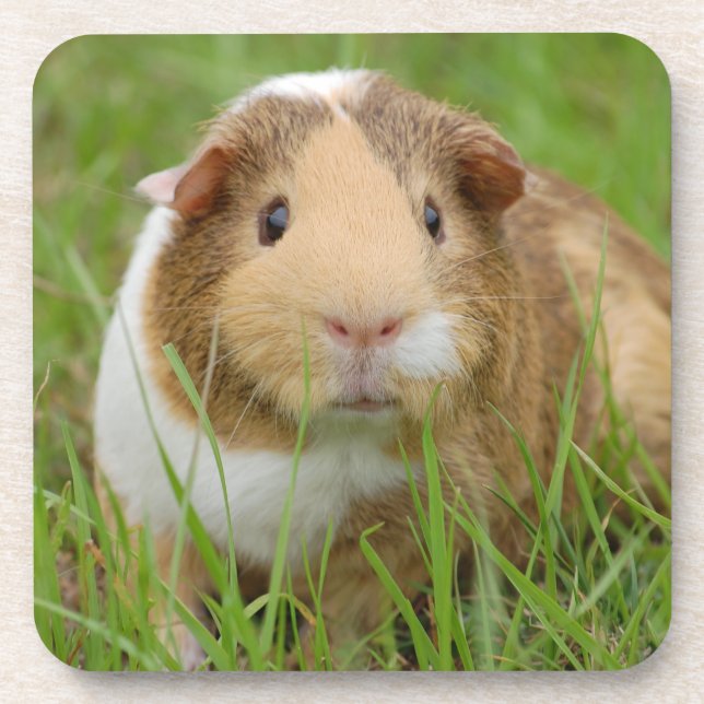 Cute Tricolor Guinea Pig in Green Grass Coaster (Front)