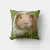Cute Tricolor Guinea Pig in Green Grass