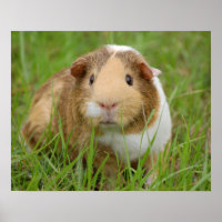 Cute Tricolor Guinea Pig in Green Grass