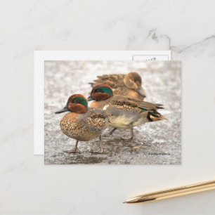 Cute Trio of Green-Winged Teal Ducks Postcard