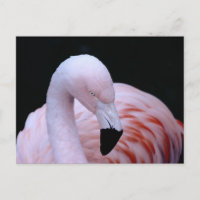 Cute Tropical Pink Flamingo