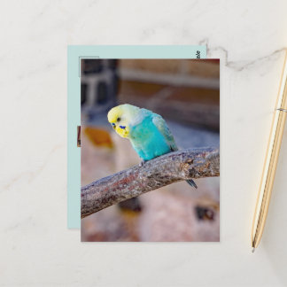 Cute Turquoise Budgie Custom Photo Postcard