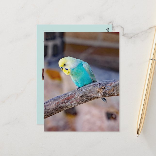 Cute Turquoise Budgie Custom Photo  Postcard (Front/Back In Situ)