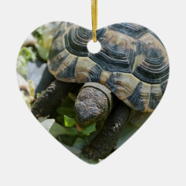 Cute Turtle Ceramic Tree Decoration (Front)