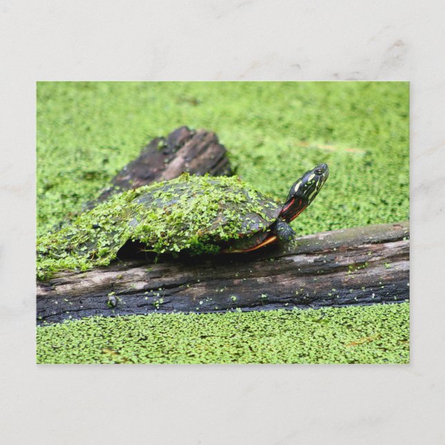 Cute Turtle covered in green having Fun. Postcard (Front)