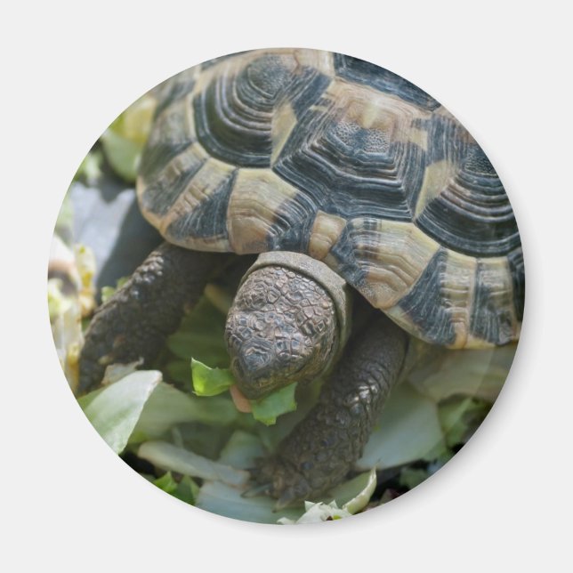 Cute Turtle Magnet (Front)