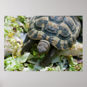 Cute Turtle Poster