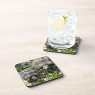Cute Turtles Coaster