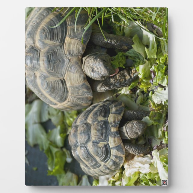 Cute Turtles Plaque (Front)