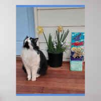 Cute Tuxedo Cat Black White Cats Floral Daffodil