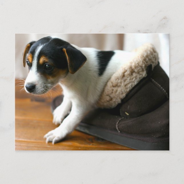 Cute Ugg Puppy Postcard (Jack Russell Terrier) (Front)