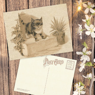 Cute Vintage Cat Drawing Antique French Card