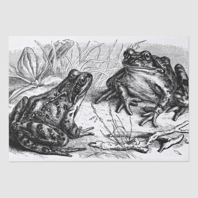 Cute vintage Frogs party Tissue Paper (Front)