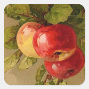cute vintage fruit apple lovers Square Sticker