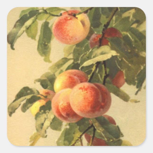 cute vintage fruit peach lovers Square Sticker (Front)
