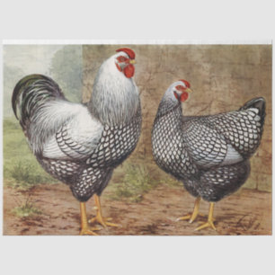 Cute vintage Rooster and hen party Tissue Paper