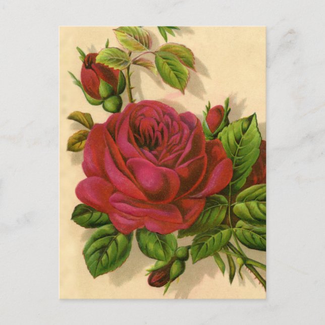 cute vintage roses postcard (Front)