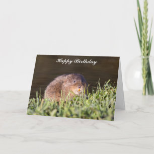Cute Water vole Birthday Card