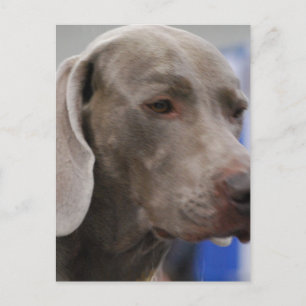 Cute Weimaraner  Postcard
