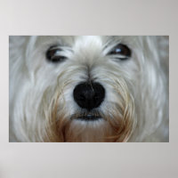 Cute Westie Canvas Print
