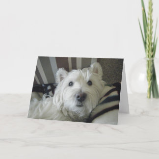 Cute Westie Face Photo Greeting Card