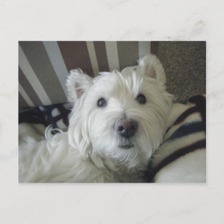 Cute Westie Face Photo Postcard