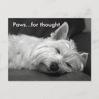 Cute Westie Postcards