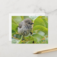 Cute Wet Wee Baby Bushtit Songbird on Laurel