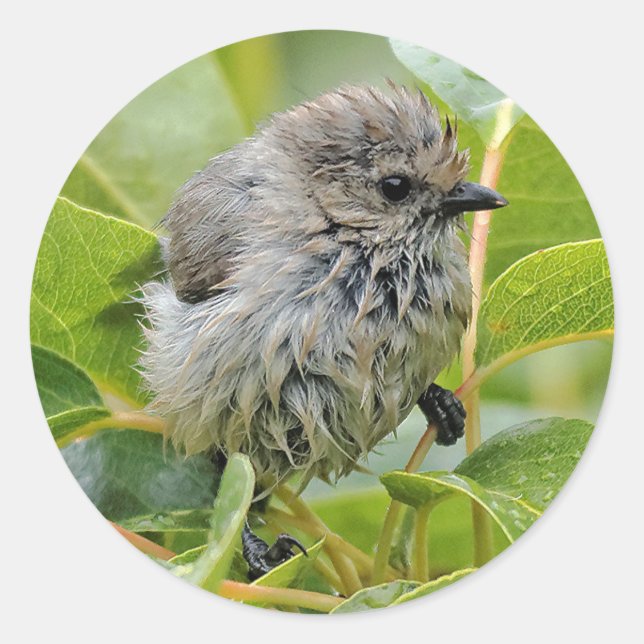 Cute Wet Young Bushtit Songbird on the Laurel Classic Round Sticker (Front)